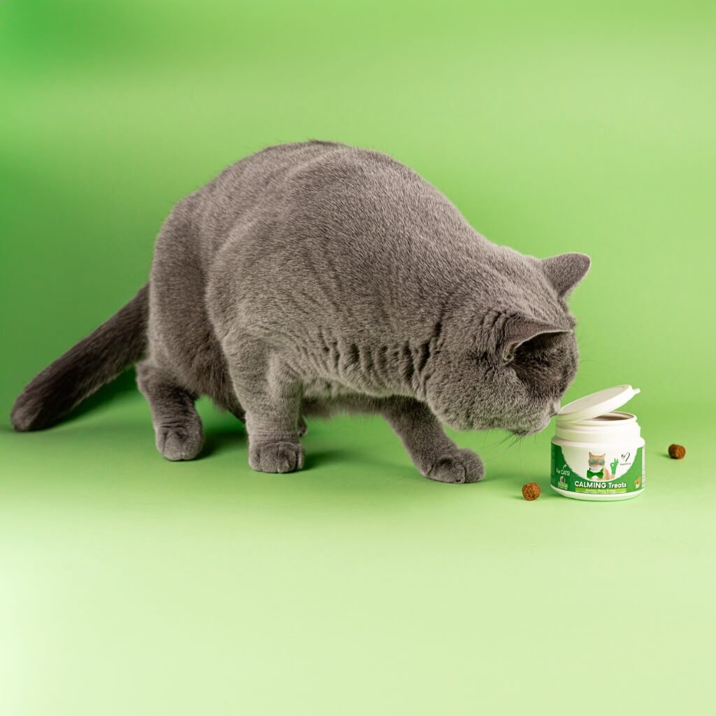 Calming Chew for Cats