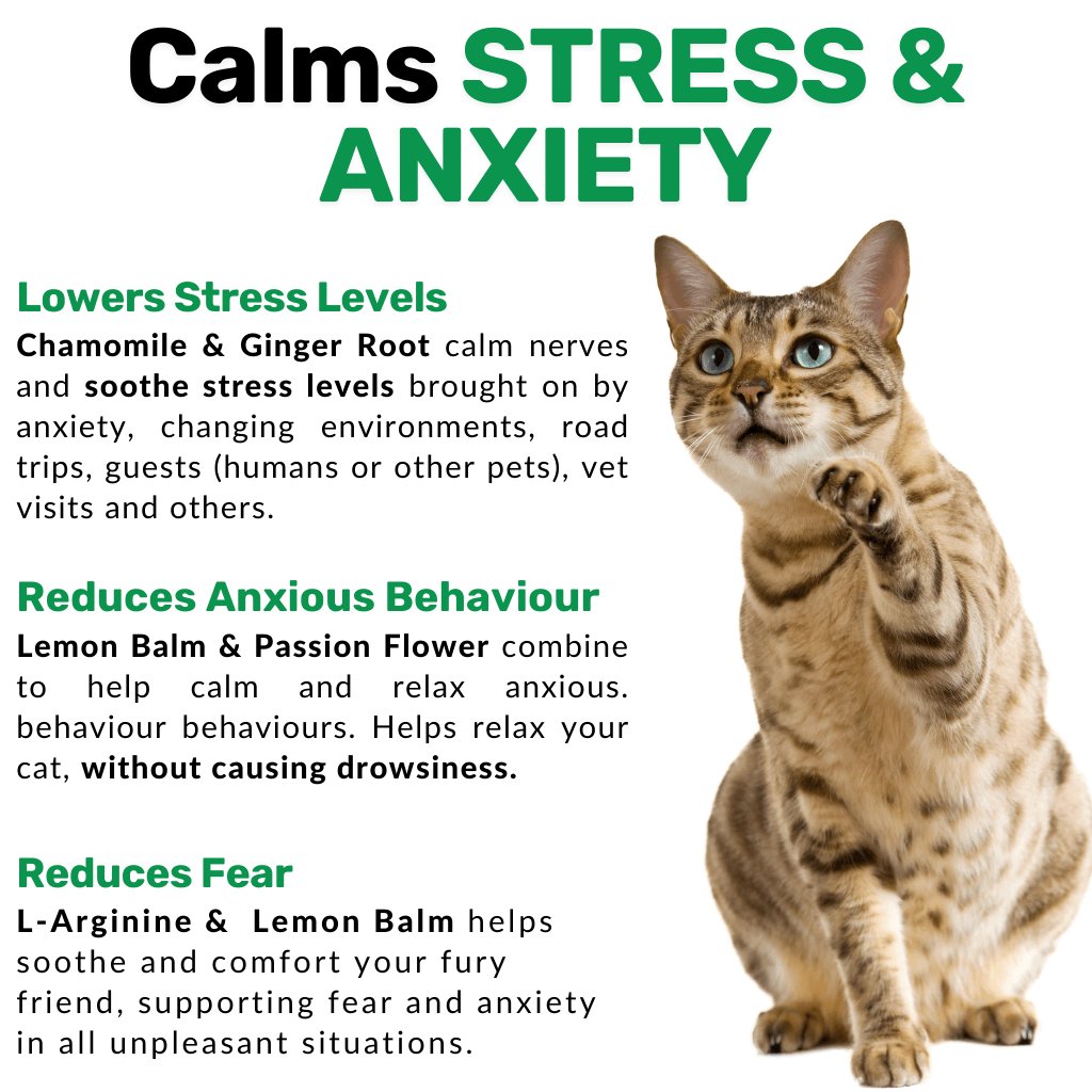 Calming Chew for Cats