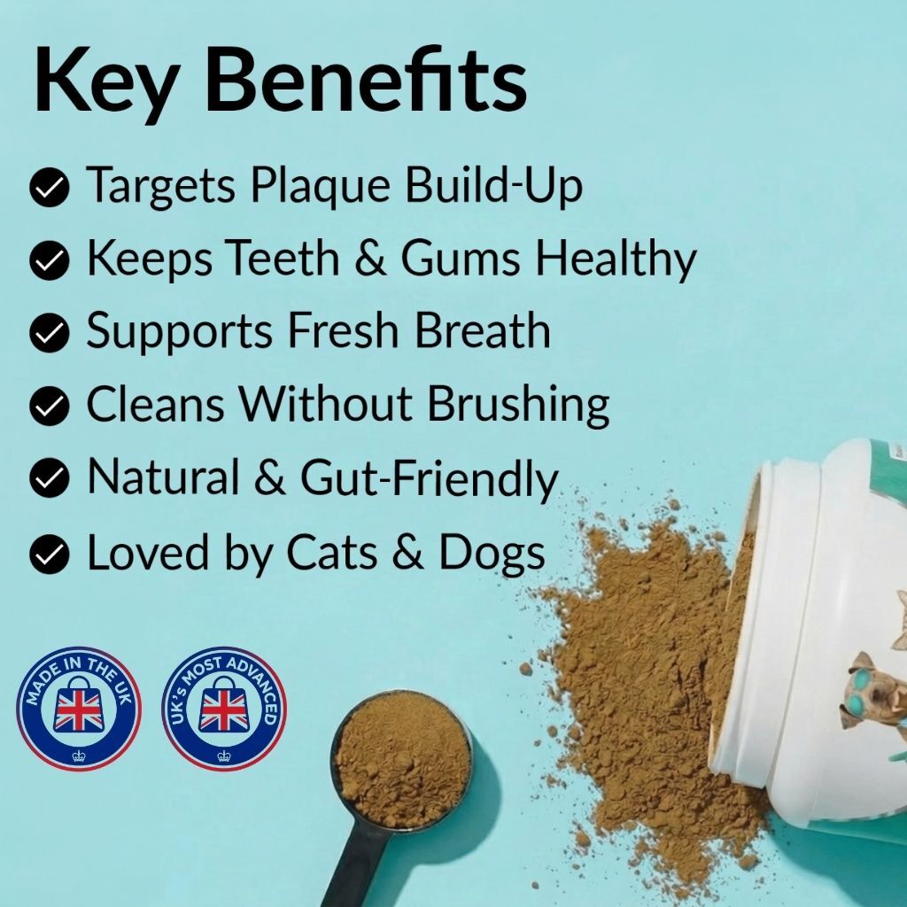 Dental Powder - image 2