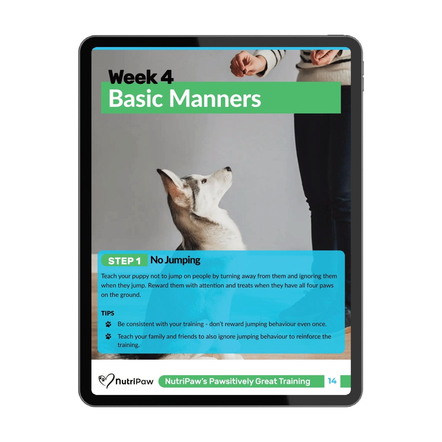 Dog Training Program