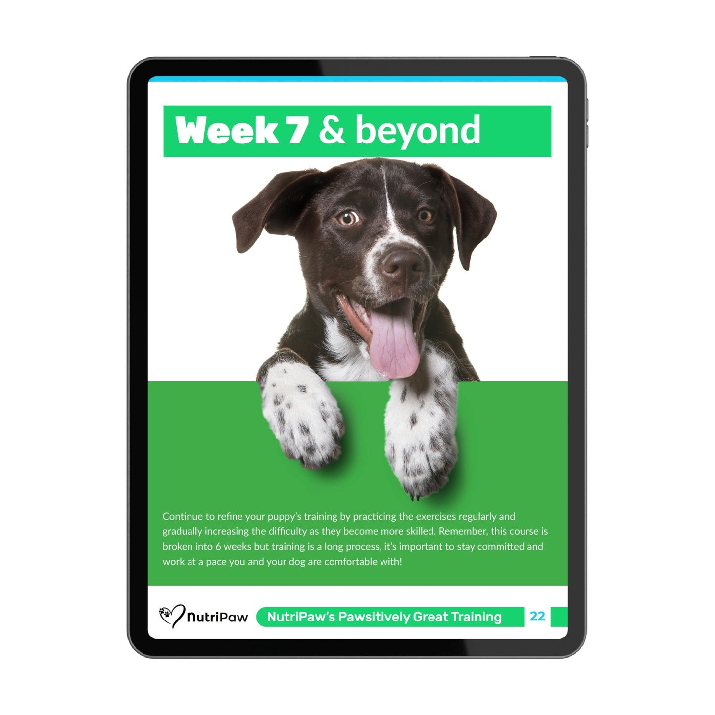 Dog Training Program