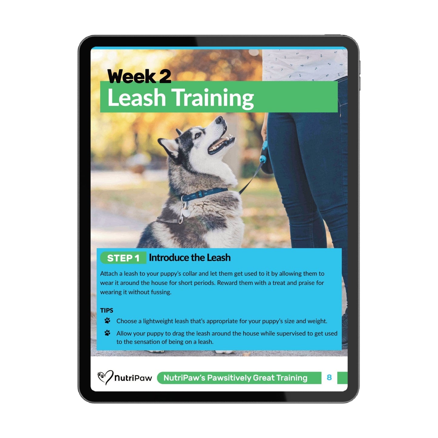 Dog Training Program