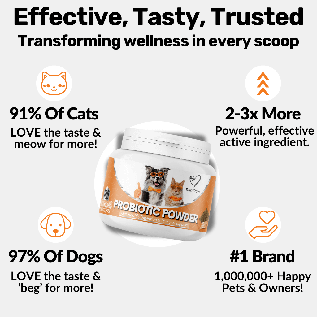 Gut & Teeth Powder Kit