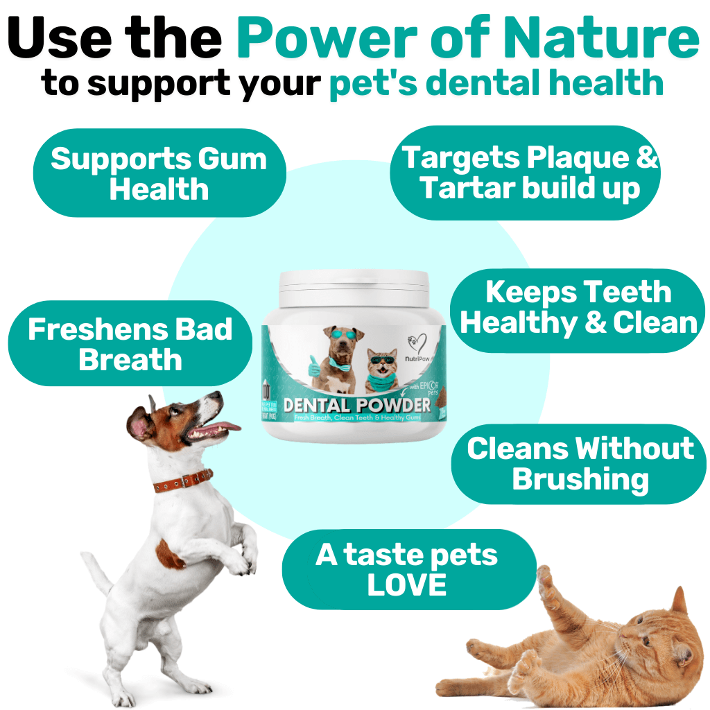 Gut & Teeth Powder Kit