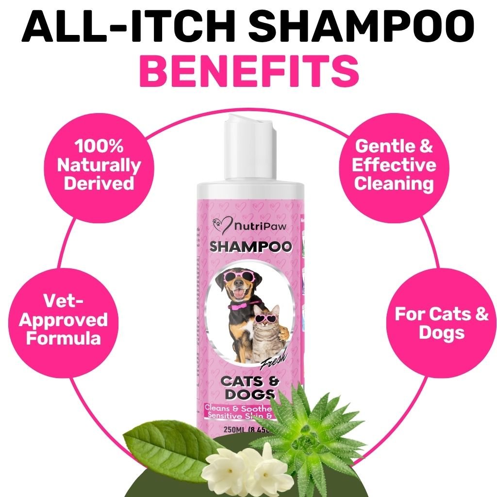 Shampoo
