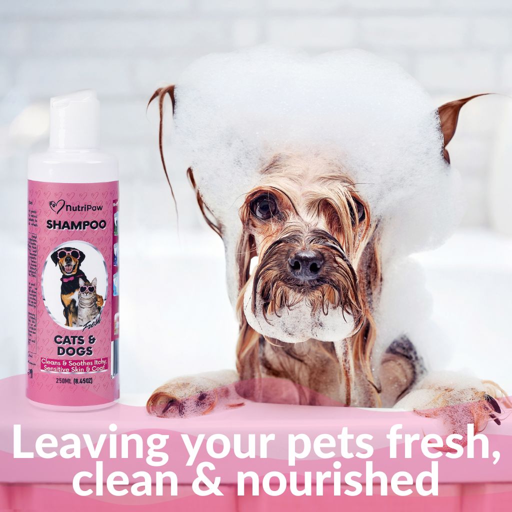Shampoo