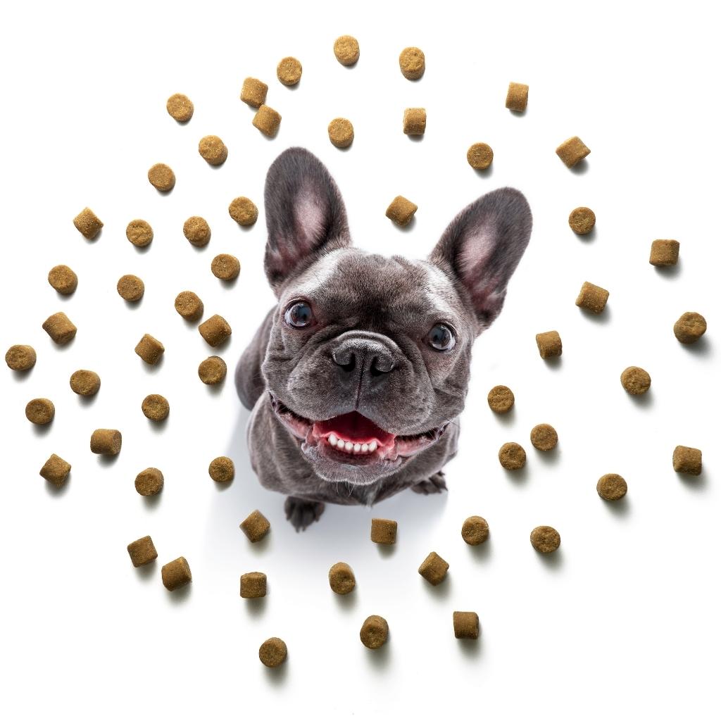 Skin & Coat Treats