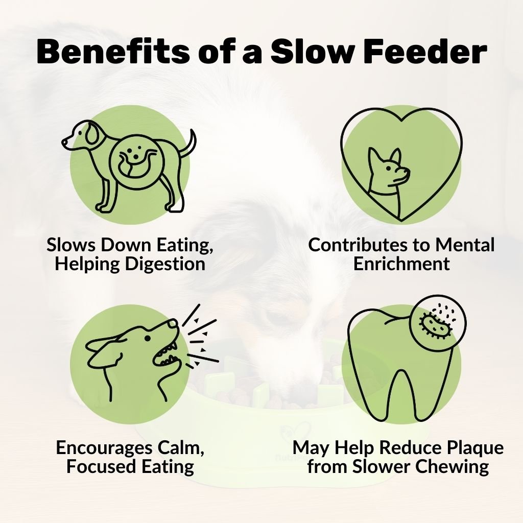 Slow Feeder Dog Bowl