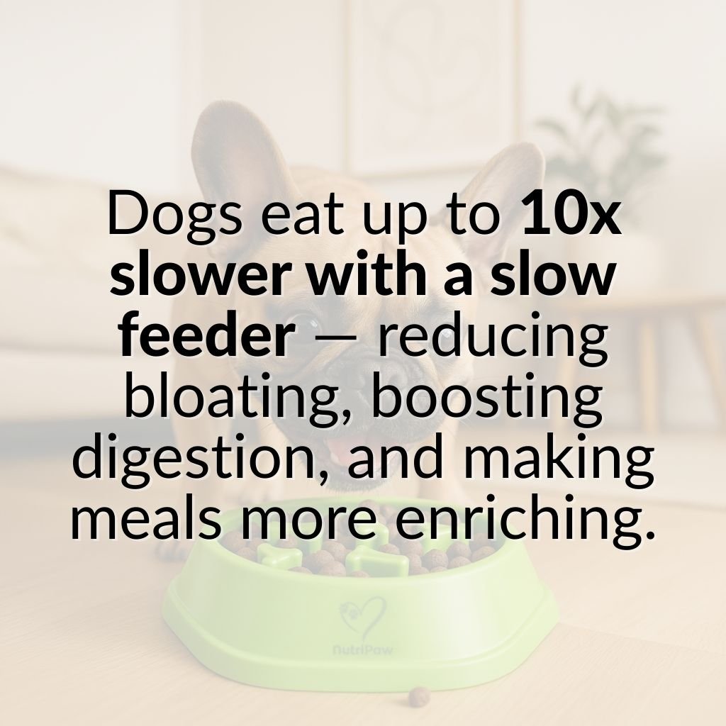 Slow Feeder Dog Bowl